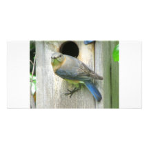 Eastern Bluebird Photo Cards
