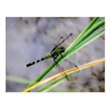 Eastern Pondhawk Dragonfly Postcard