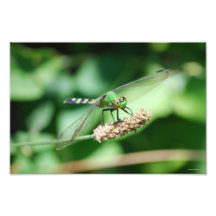 Eastern Pondhawk Dragonfly print Photo