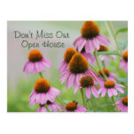 Echinacea Flowers Postcard- for any occasion