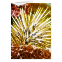 Echinometra Mathaei Sea Urchin Cards