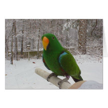 Eclectus Parrot Greeting Card