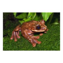 Ecnomiohyla Rabborum Rabbs Fringe Limbed Tree Frog Art Photo