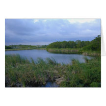 Eco Pond, Florida Everglades, 1999 Card