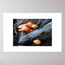 EDEN FUNGUS PRINT