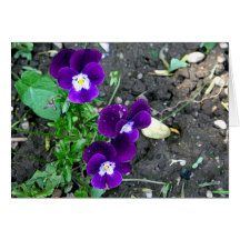 Edible Flowers Greeting Cards