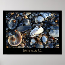 Edisto Beach Shells Print