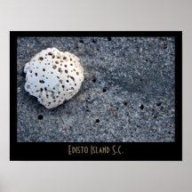 Edisto Island Shell Posters