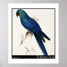 Edward Lear's Hyacinth Macaw Poster