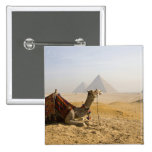 Egypt, Cairo. A lone camel gazes across the Pinback Buttons