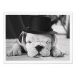 "Einstein" English Bulldog Puppy Photographic Print