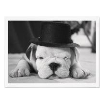 "Einstein" English Bulldog Puppy Photographic Print