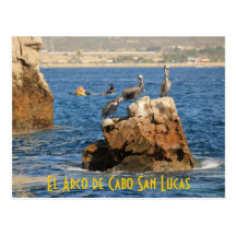 El Arco de Cabo San Lucas Pelicans Postcard