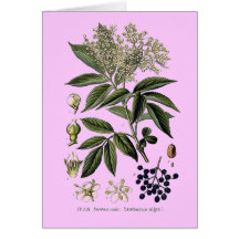 Elderberry Sambucus greeting card