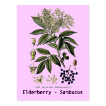 Elderberry Sambucus postcard