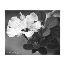 Elegant Black and White Hibisicus Canvas Prints