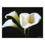 Elegant Calla Lily Flowers 9 Print Photograph