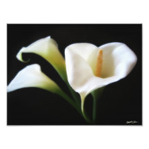 Elegant Calla Lily Flowers 9 Print Photograph