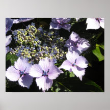 Elegant Mauve Hydrangeas Print