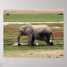 elephant amboseli print