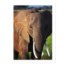Elephant at Amboseli National Park, Kenya Post Card