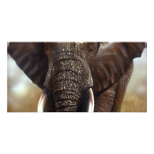 Elephant Bull Prints Photocards Customized Photo Card