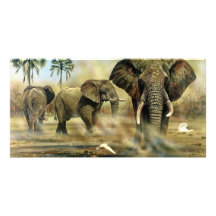 Elephant Bulls Photocards Custom Photo Card