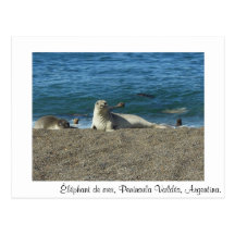 Éléphant de mer carte postale