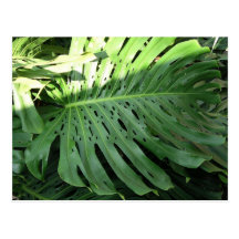 Elephant Ear Plant Hawaiian Postcard