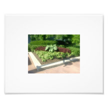 Elephant Ears and Ruby Photographic Print