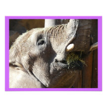 elephant eating personalized invitation