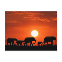 Elephant family