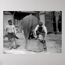 Elephant Foot Maintenance, 1910s Poster