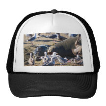 Elephant Seal Trucker Hats