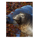 Elephant Seals Big Sur California Painted Post Card