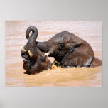Elephants water world posters