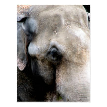 Elephants Wisdom Postcards
