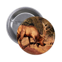 Elk -  An Elk Eating Pinback Buttons