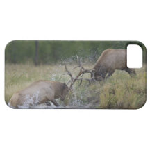 Elk Bulls fighting, Yellowstone NP, Wyoming iPhone 5 Cases