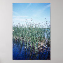 Emergent vegetation - bulrush poster