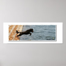 Emma, The Portuguese Water Dog Posters