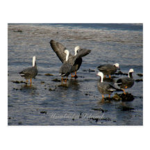 Emperor Geese, Unalaska Island Postcard