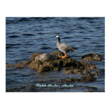 Emperor Goose & Great Grey Gull, Dutch Harbour, AK Post Card