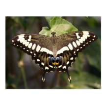 Emperor Swallowtail Butterfly Postcard