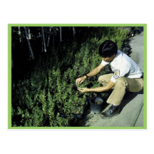 Employee Inspects Plant Growth Postcards
