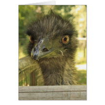 Emu Eyes Cards