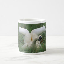 Endangered Trumpeter Swan Coffee Mugs