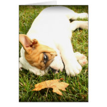 English Bulldog Cards