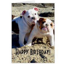 English Bulldogs Puppy Love Birthday Cards