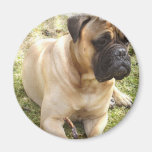 English Mastiff Magnet